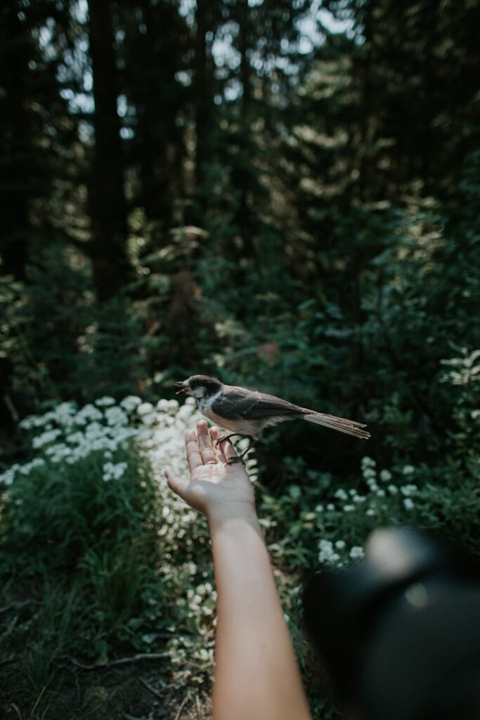 A small bird resting on an outstretched hand in a forest