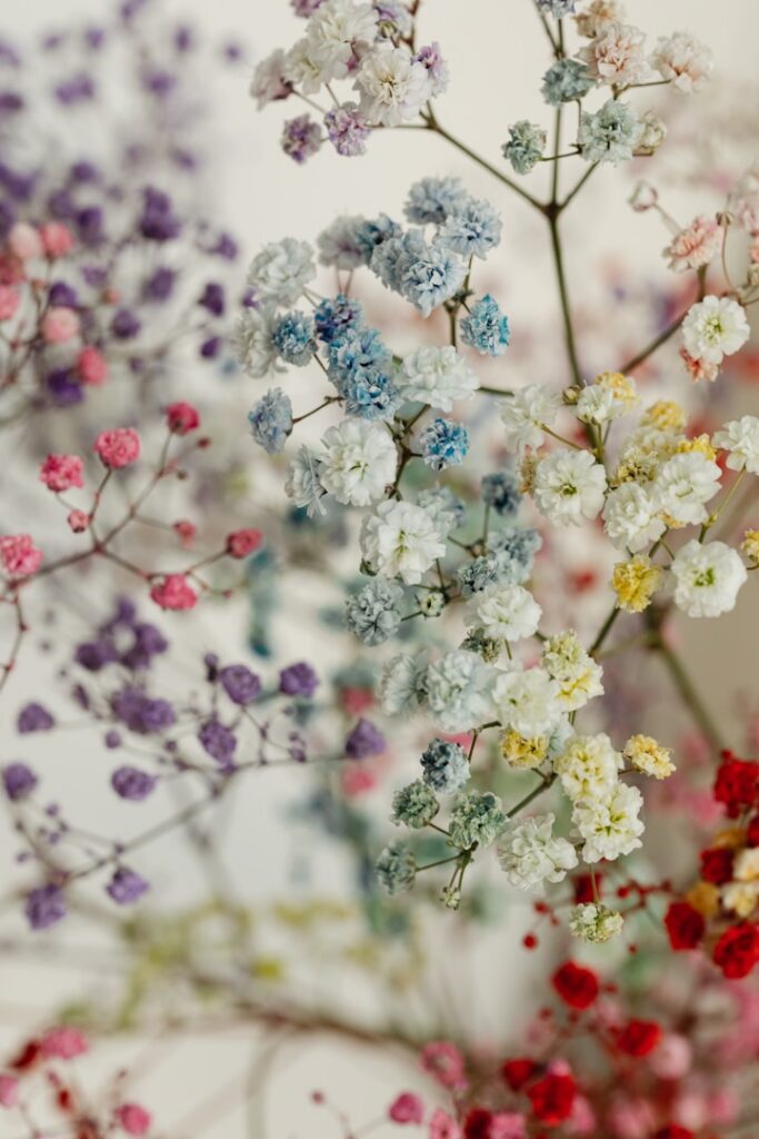 Close-up of small dried flowers in white, blue and red