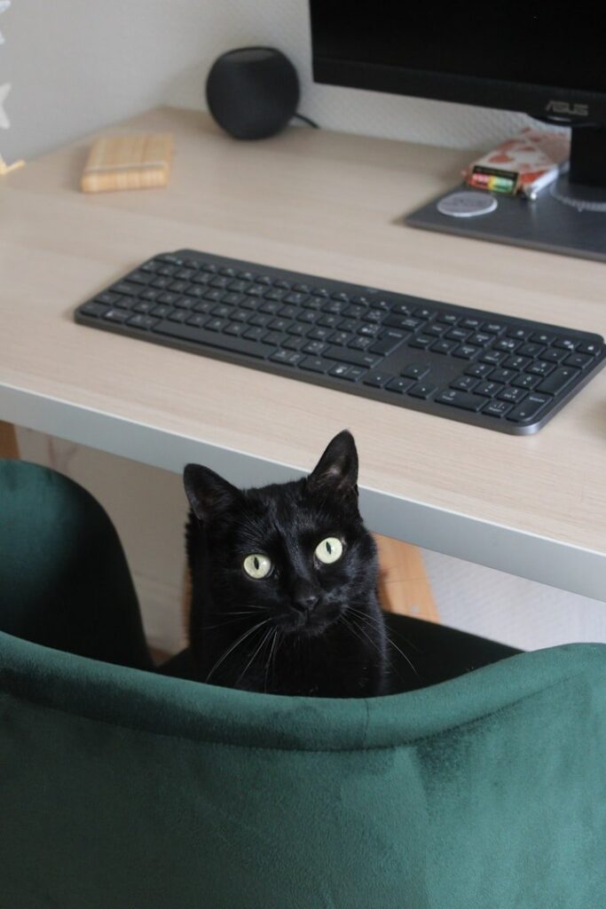 A black cat looking over a green chair at a desk with a computer